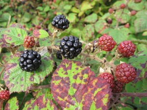 blackberry-12058_640